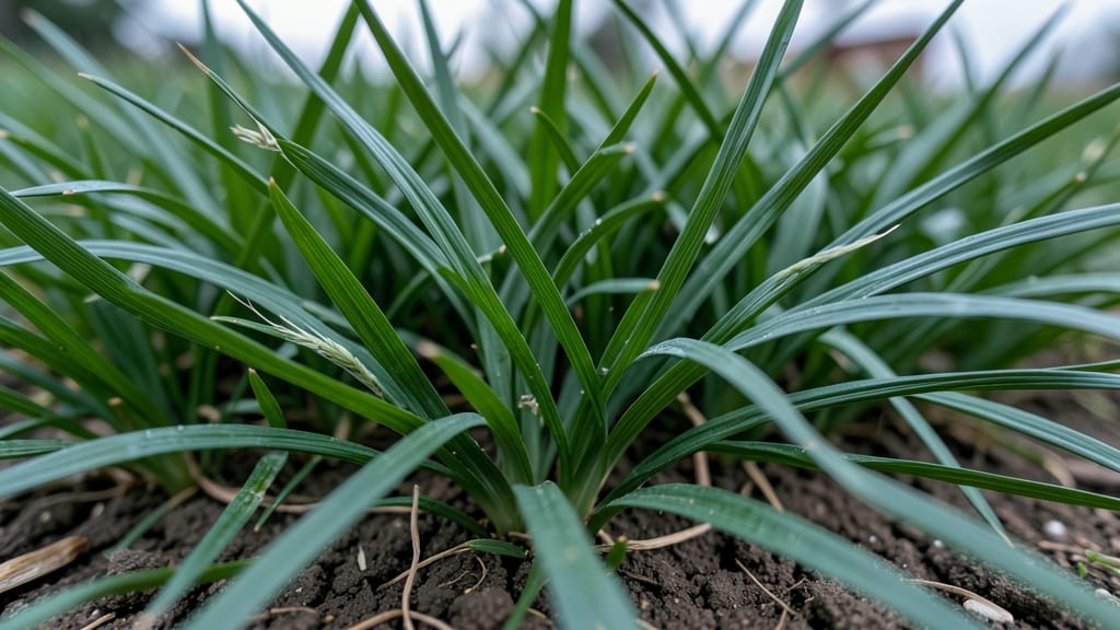 When to Plant Centipede Grass in Georgia: Soil Temp & Microclimate Guide for Strong Root Growth